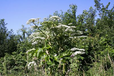 Plants and trees in forest against sky