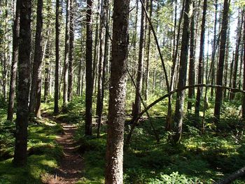 Trees growing in forest