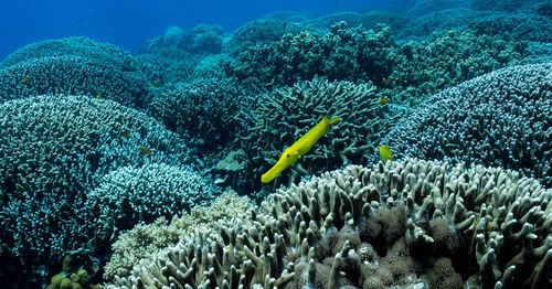 View of fish swimming over coral in sea