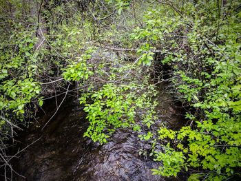 Plants growing in forest