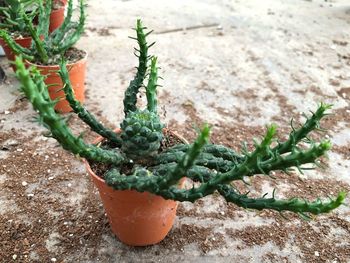 High angle view of potted plant on field