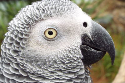 Close-up portrait of owl