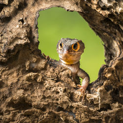 Close-up of lizard on tree trunk