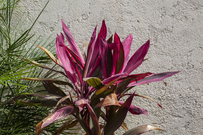 Close-up of plant