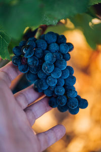 Close-up of hand holding grapes