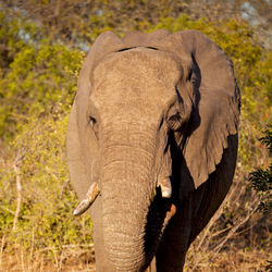 Close-up of elephant in forest