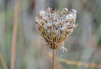 Close-up of wilted plant