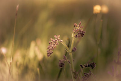 Close-up of flowering plant on land