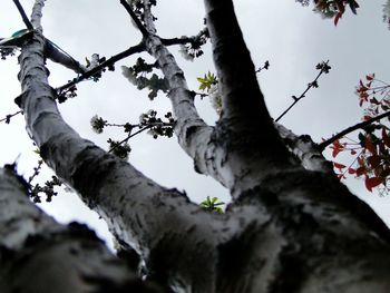 Low angle view of trees against sky