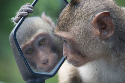 Close-up of monkey looking in side-view mirror