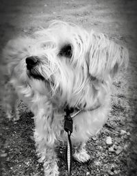 Close-up portrait of dog