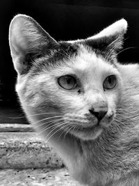Close-up portrait of a cat