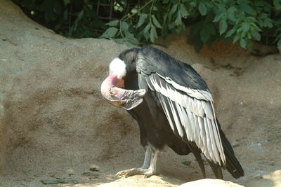 Side view of a bird on field