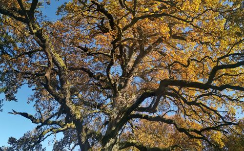 Low angle view of tree against sky during autumn