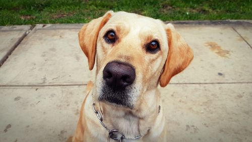 Close-up portrait of dog