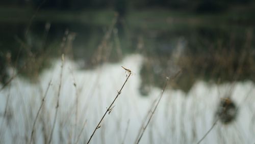 Close-up of plant growing on field