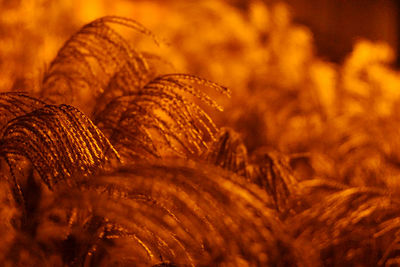 Close-up of dried plant