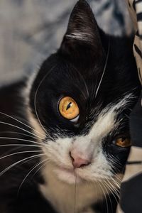 Close-up portrait of cat