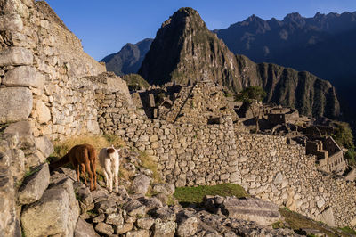 View of sheep on rock