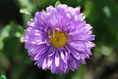 Close-up of flower blooming outdoors