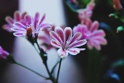 Close-up of pink flowering plant