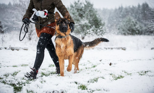 View of a dog on snow