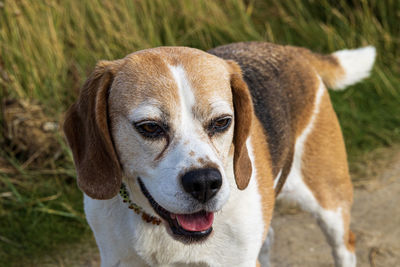 Close-up portrait of dog on field