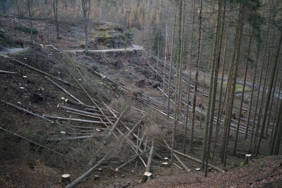 High angle view of trees on field in forest