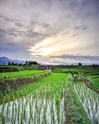 Scenic view of agricultural field against sky