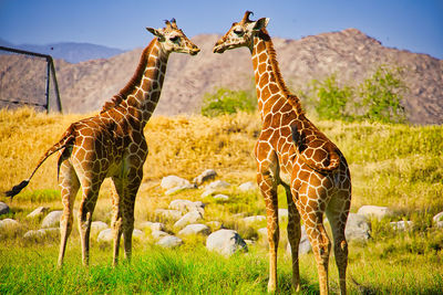 giraffe