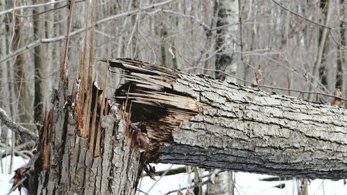 Close-up of dead tree in forest