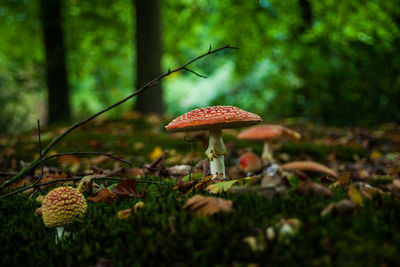 Close-up of mushroom on field