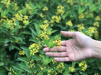 Cropped hand touching flowering plants