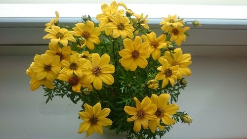 Close-up of yellow flowers blooming outdoors