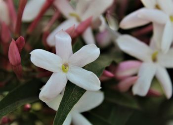 Close-up of white flowering plant