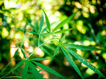 Close-up of plant growing on field