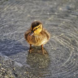 Duck swimming in lake