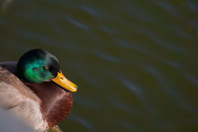Close-up side view of a duck in water