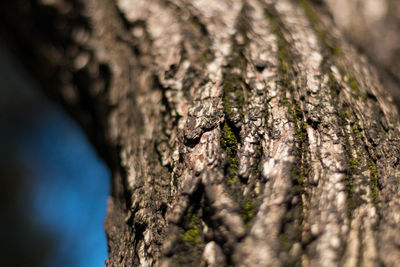 Close-up of tree trunk