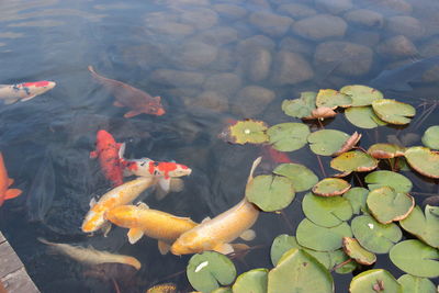 High angle view of koi carps in lake