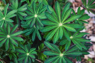 Full frame shot of fresh green plant