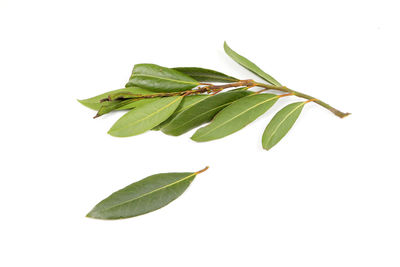 Close-up of green leaves on white background