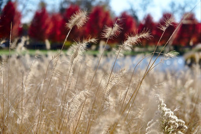 Close-up of wheat growing on field