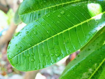 Close-up of wet plant leaves