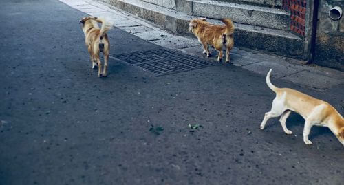 Dog on road