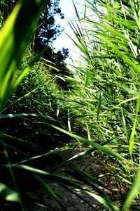 Low angle view of bamboo plants on field