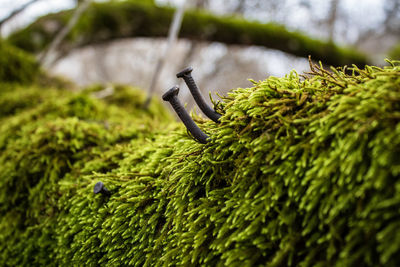 Close-up of some moss on a tree