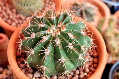 Close-up of succulent plant