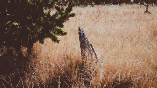 Plants on field