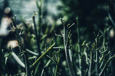 Close-up of fresh grass in field